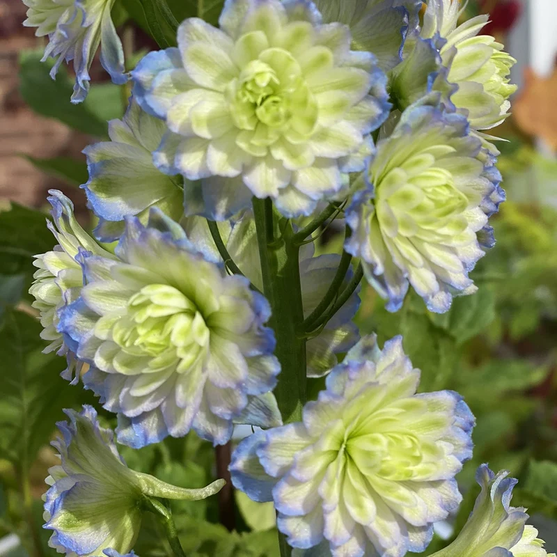 Rittersporn 'Highlander Moonlight'