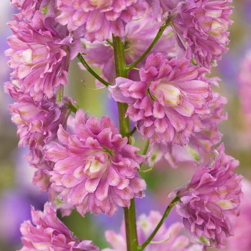 Rittersporn 'Highlander Flamenco'