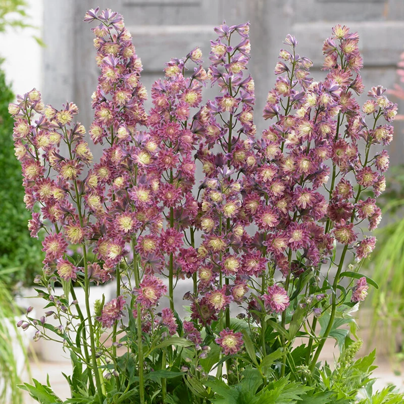 Rittersporn 'Highlander Flamenco'