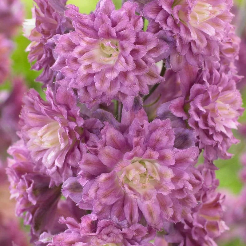 Rittersporn 'Highlander Flamenco'