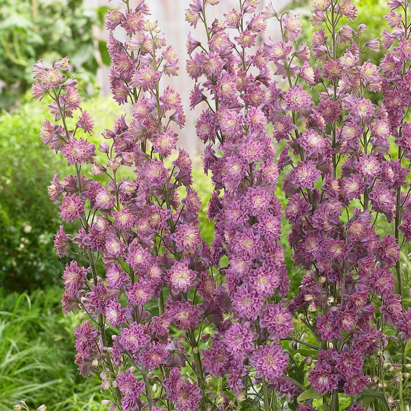 Rittersporn 'Highlander Flamenco'