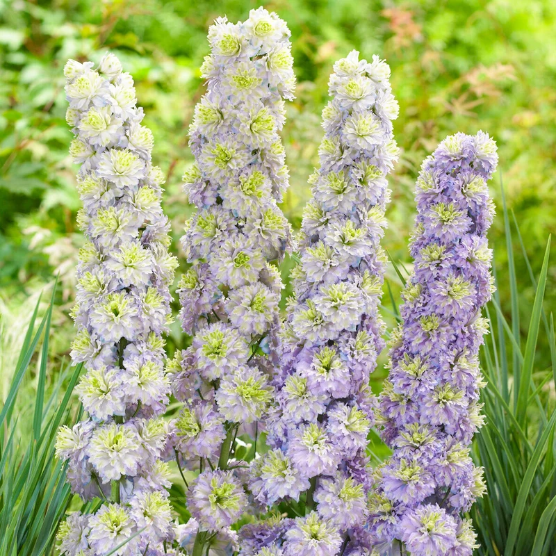 Rittersporn 'Highlander Crystal Delight'