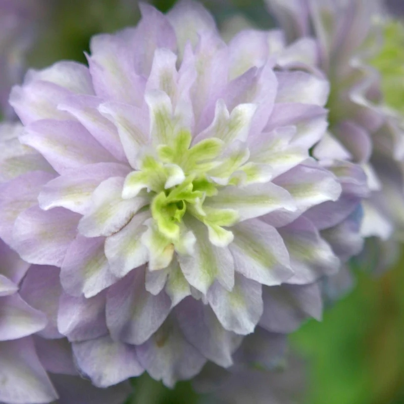Rittersporn 'Highlander Crystal Delight'