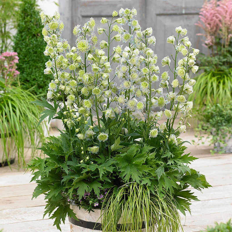 Rittersporn 'Highlander Crystal Delight'