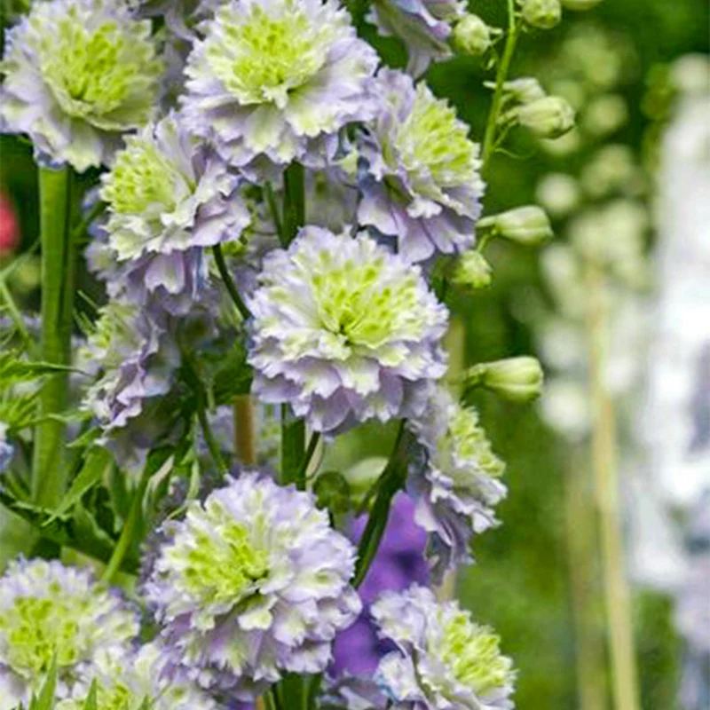 Rittersporn 'Highlander Crystal Delight'
