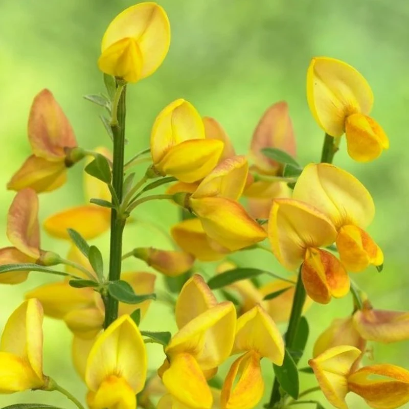 Ginster 'Apricot Gem'
