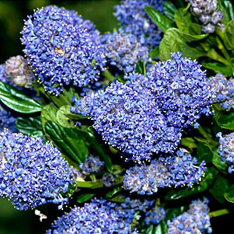 Säckelblume 'Burkwoodii'