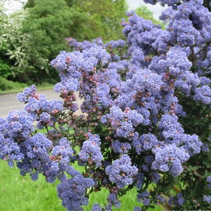 Säckelblume 'Burkwoodii'