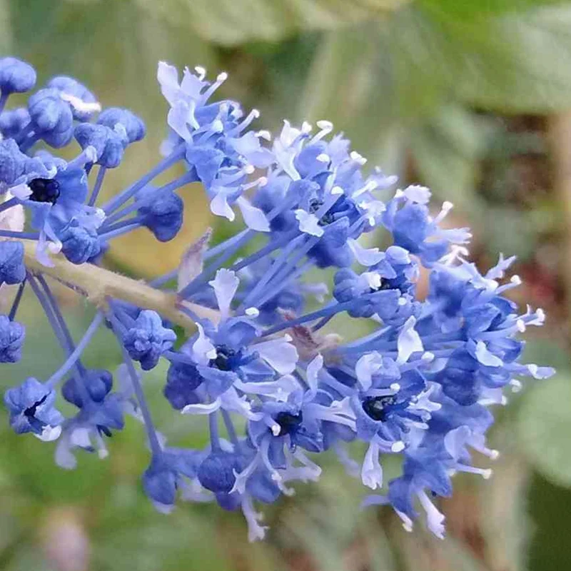 Säckelblume 'Blue Sapphire'