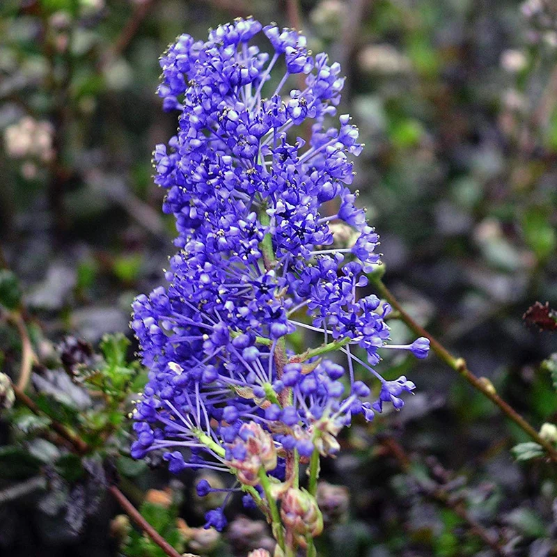 Säckelblume 'Blue Sapphire'