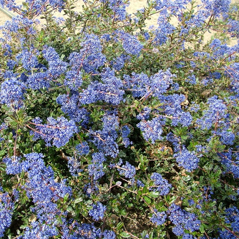 Säckelblume 'Blue Sapphire'