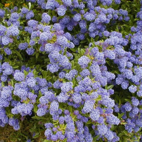 Säckelblume 'Blue Mound'