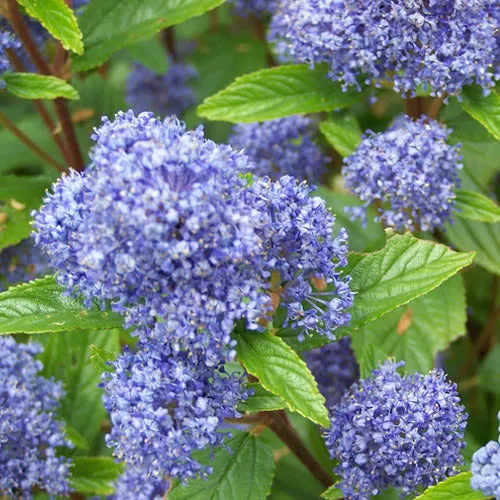 Säckelblume 'Blue Mound'