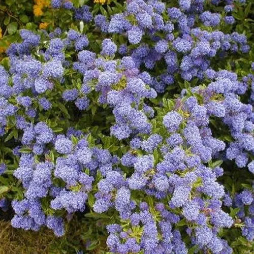 Säckelblume 'Autumnal Blue'