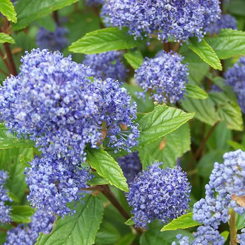 Säckelblume 'Autumnal Blue'