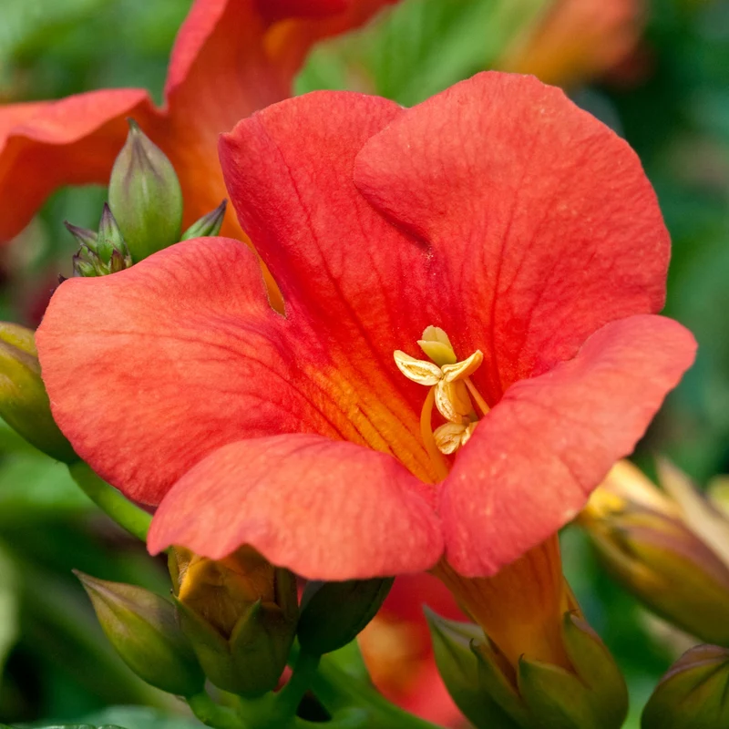 Trompetenblume 'Madame Galen'