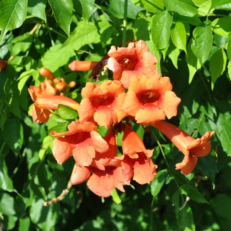Trompetenblume 'Madame Galen'