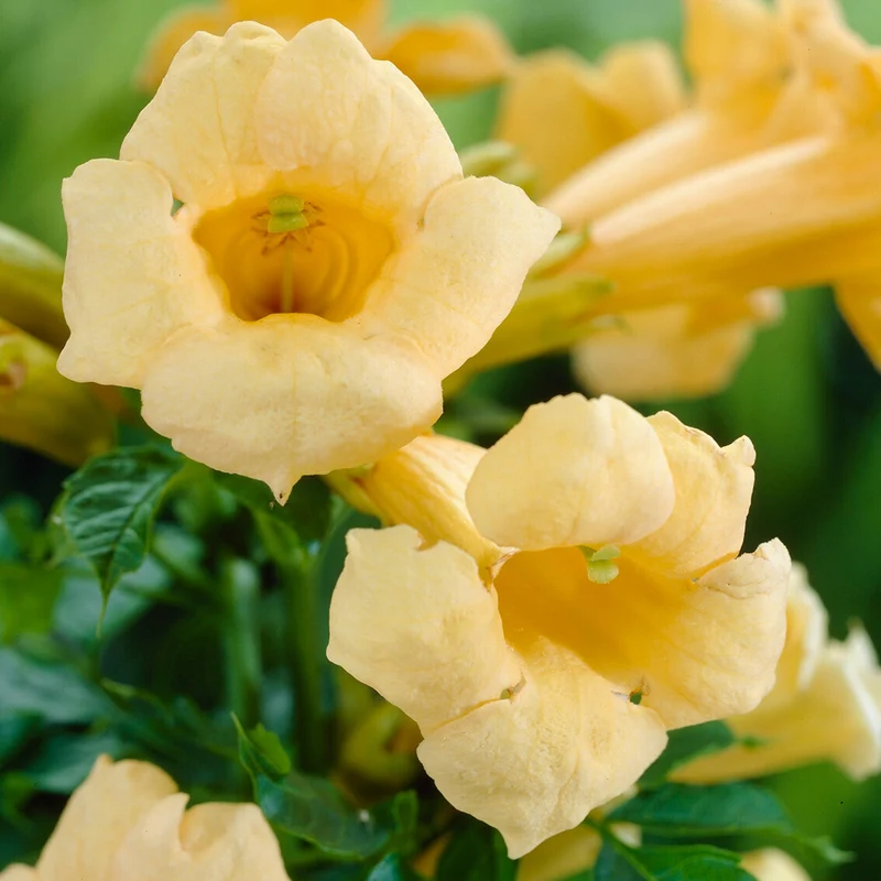 Trompetenblume 'Flava'