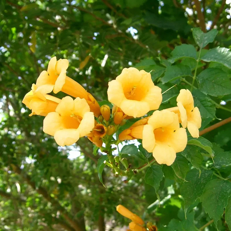 Trompetenblume 'Flava'