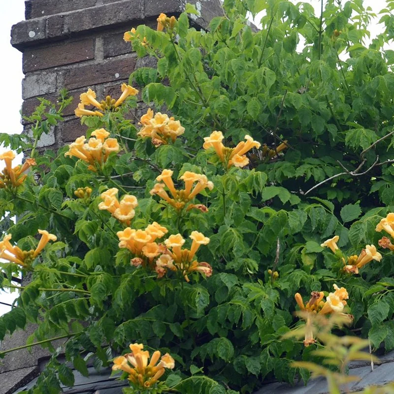 Trompetenblume 'Flava'