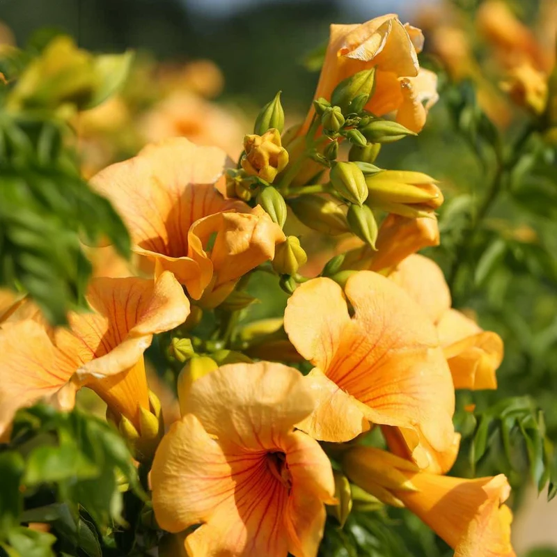 Trompetenblume 'Flava'