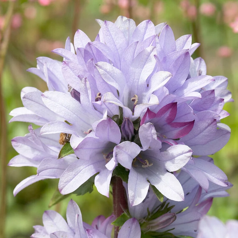 Glockenblume 'Caroline'