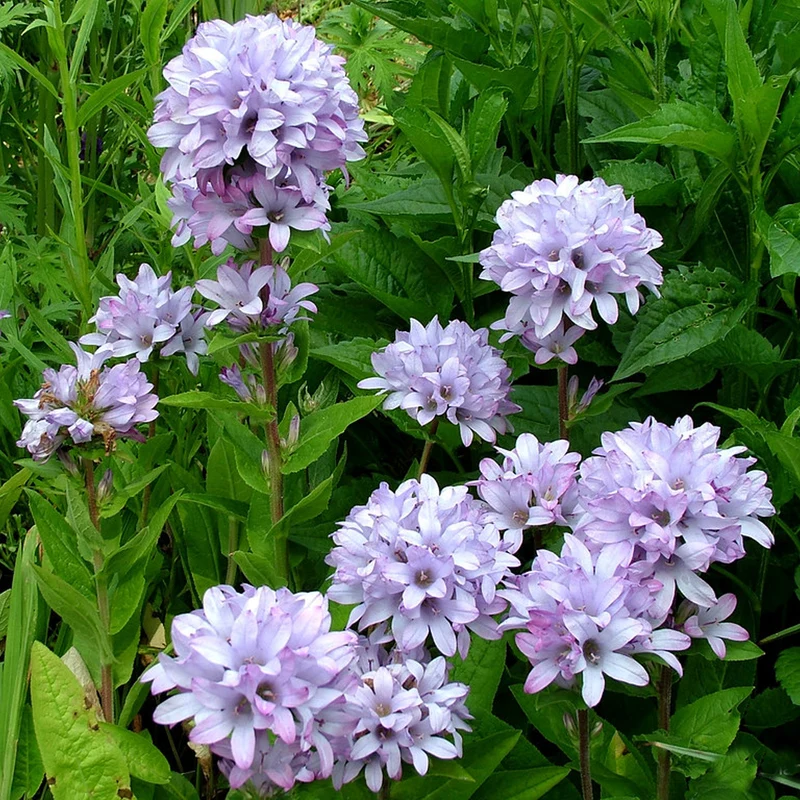 Glockenblume 'Caroline'