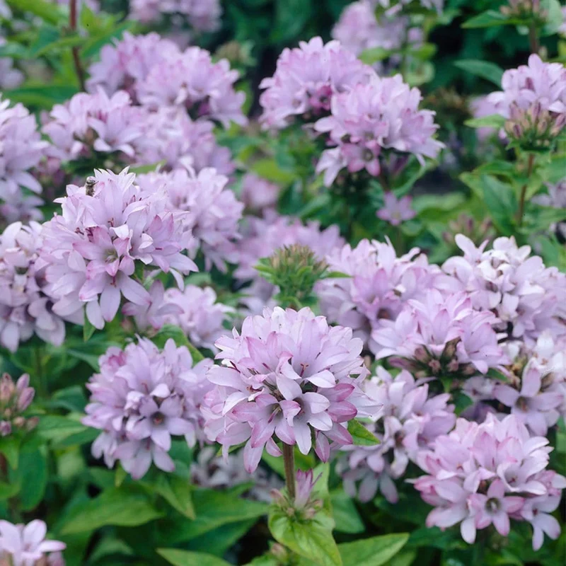 Glockenblume 'Caroline'