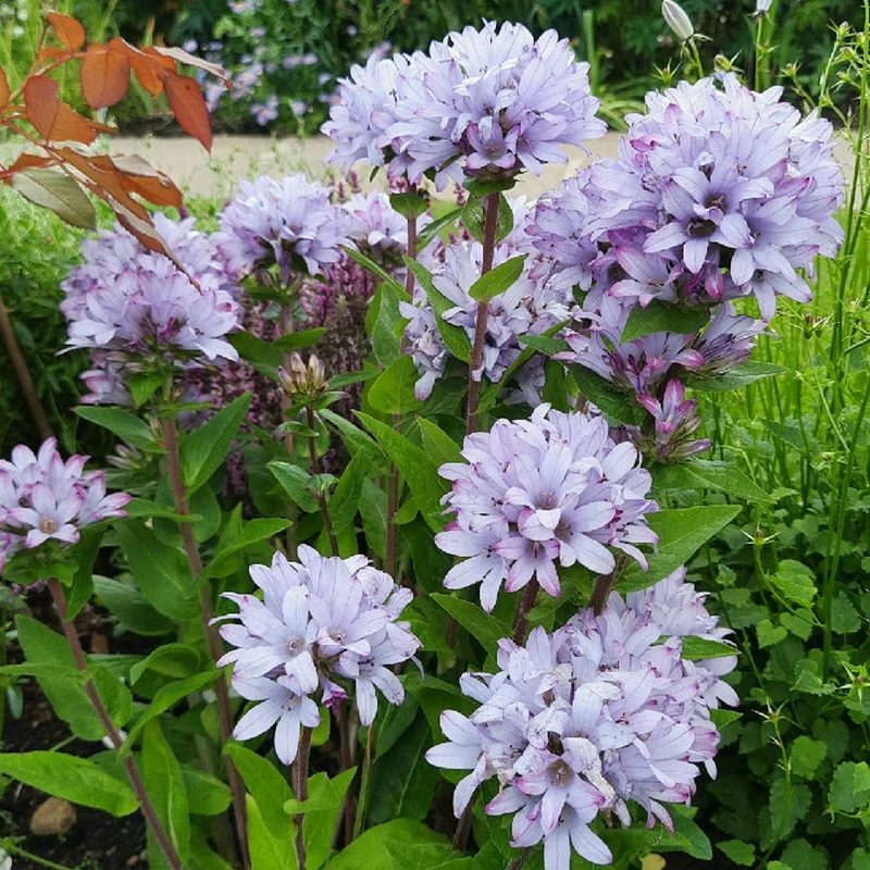 Glockenblume 'Caroline'