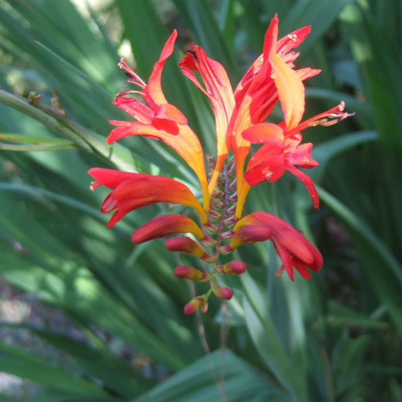 Montbretie 'Lucifer'