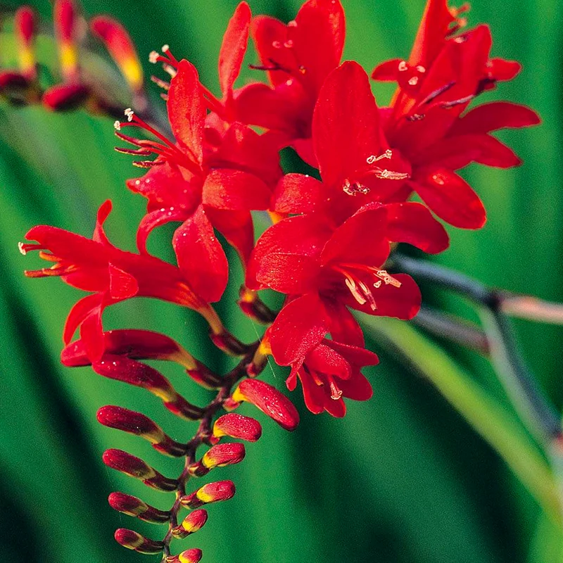 Montbretie 'Lucifer'