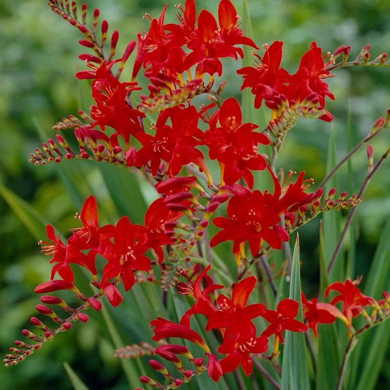Montbretie 'Lucifer'