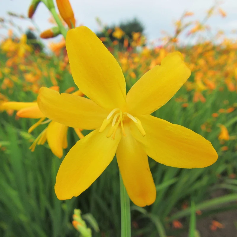 Montbretie 'George Davison'