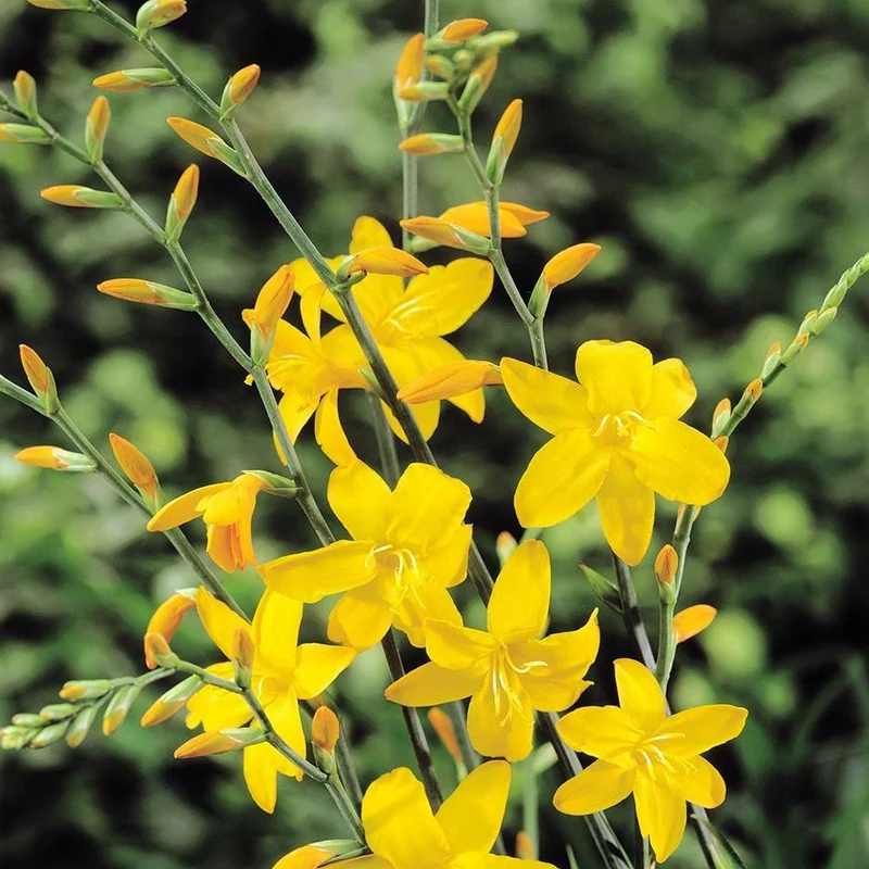 Montbretie 'George Davison'