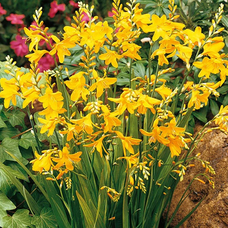 Montbretie 'George Davison'