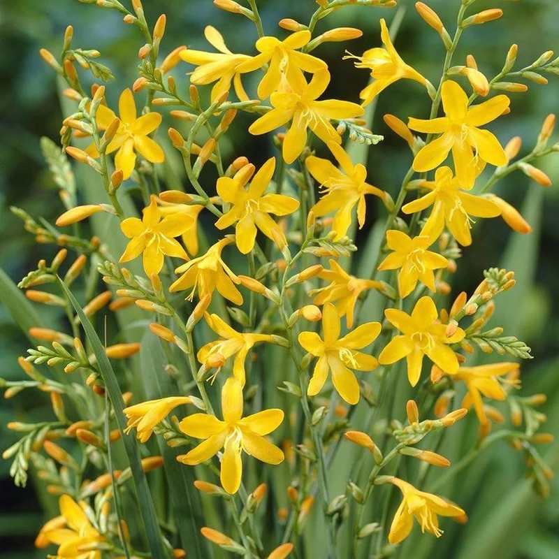 Montbretie 'George Davison'