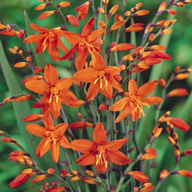 Montbretie 'Carmin Brillant'