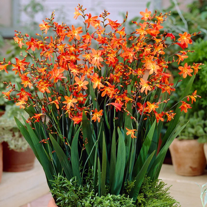 Montbretie 'Carmin Brillant'