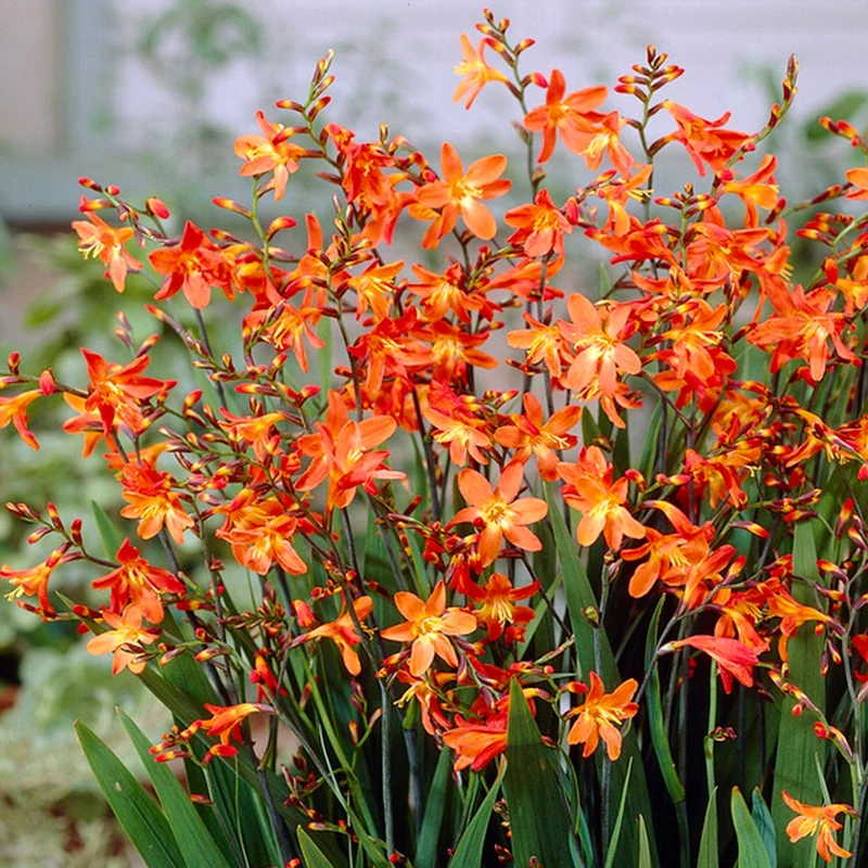 Montbretie 'Carmin Brillant'