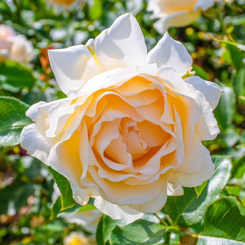 Cremefarbene Rose