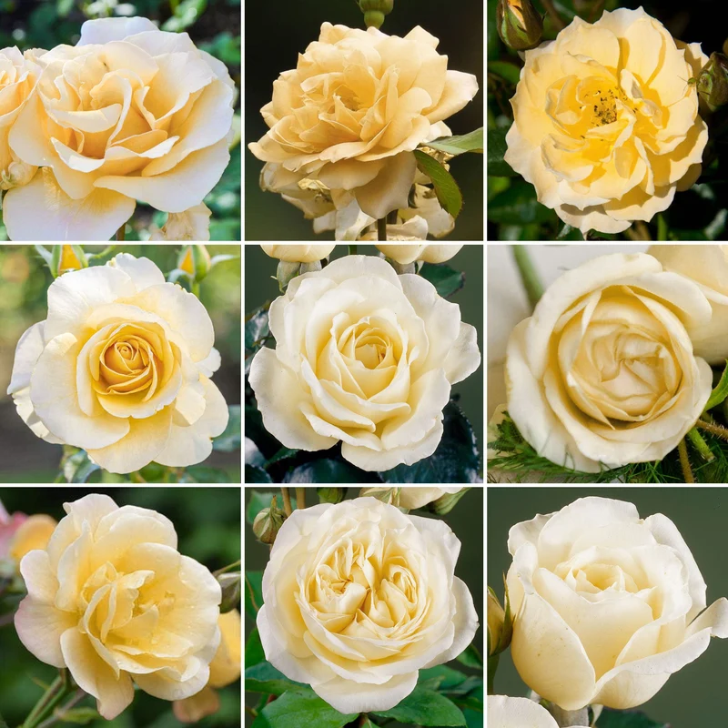 Cremefarbene Rose