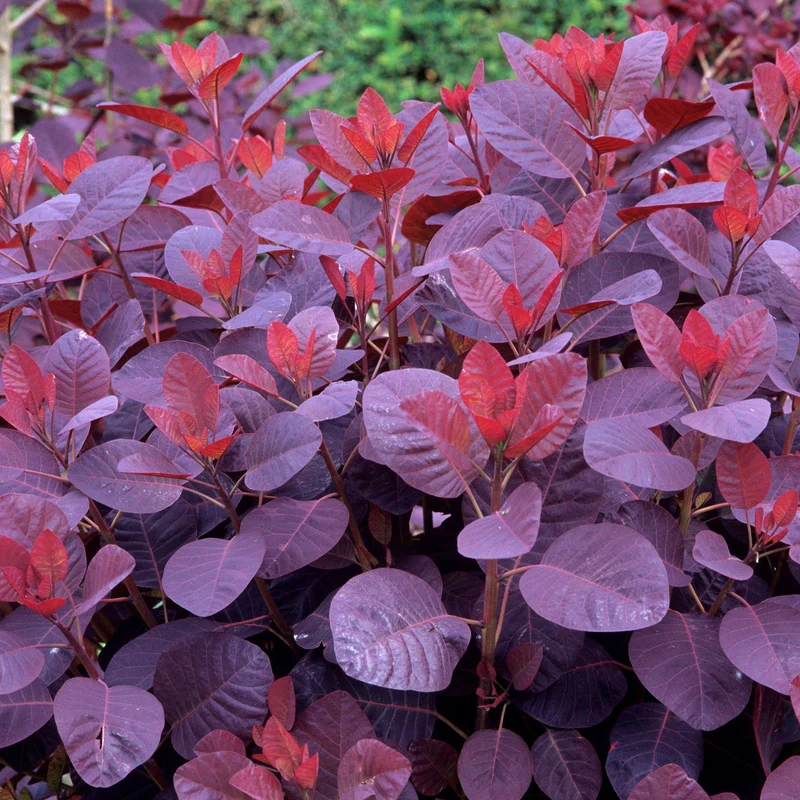 Perückenstrauch 'Royal Purple'