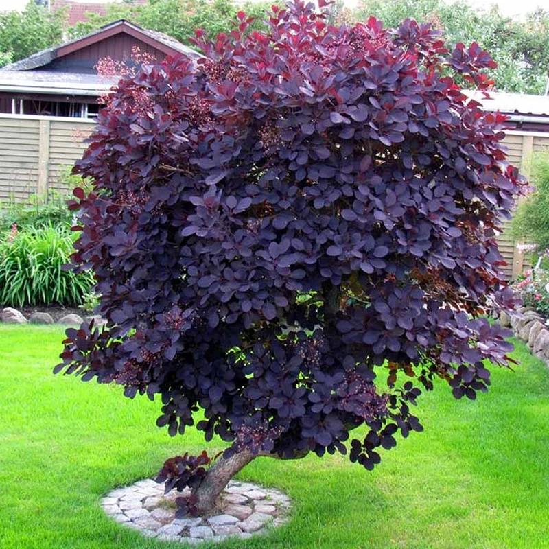 Perückenstrauch 'Royal Purple'