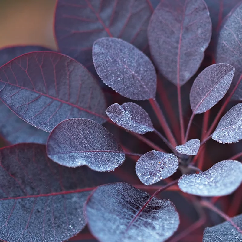 Perückenstrauch 'Royal Purple'