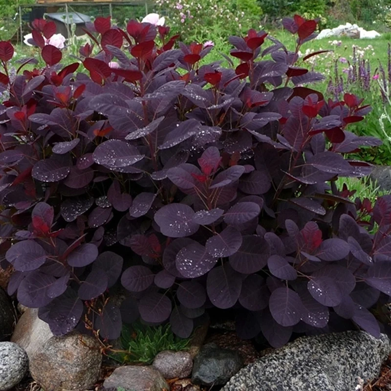 Perückenstrauch 'Royal Purple'