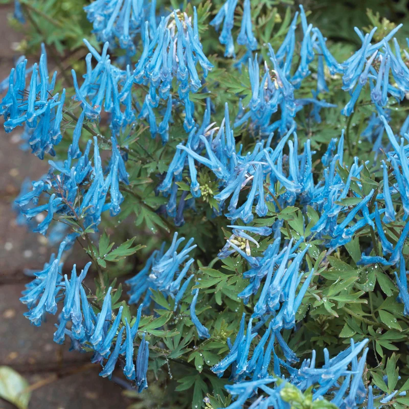Lerchensporn 'Porcelain Blue'