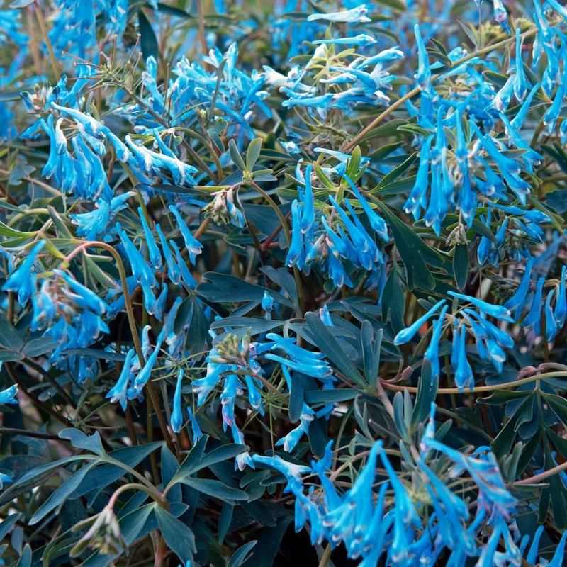 Lerchensporn 'Porcelain Blue'