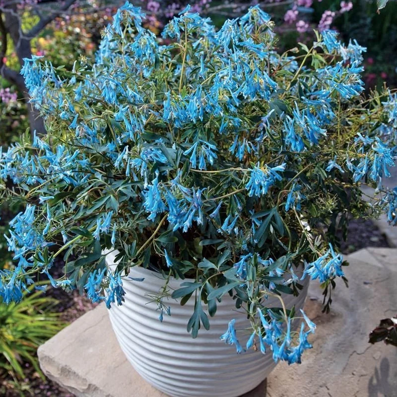 Lerchensporn 'Porcelain Blue'