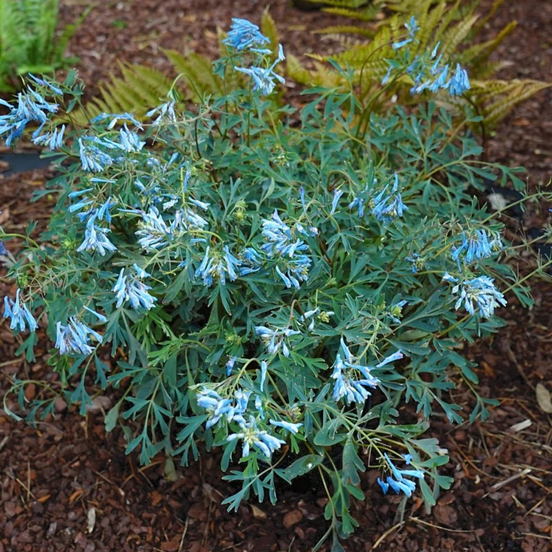 Lerchensporn 'Porcelain Blue'