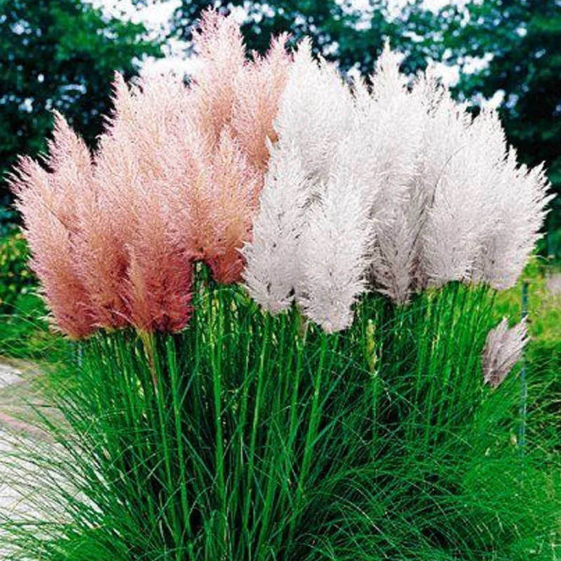 Pampasgras 'White and Pink'